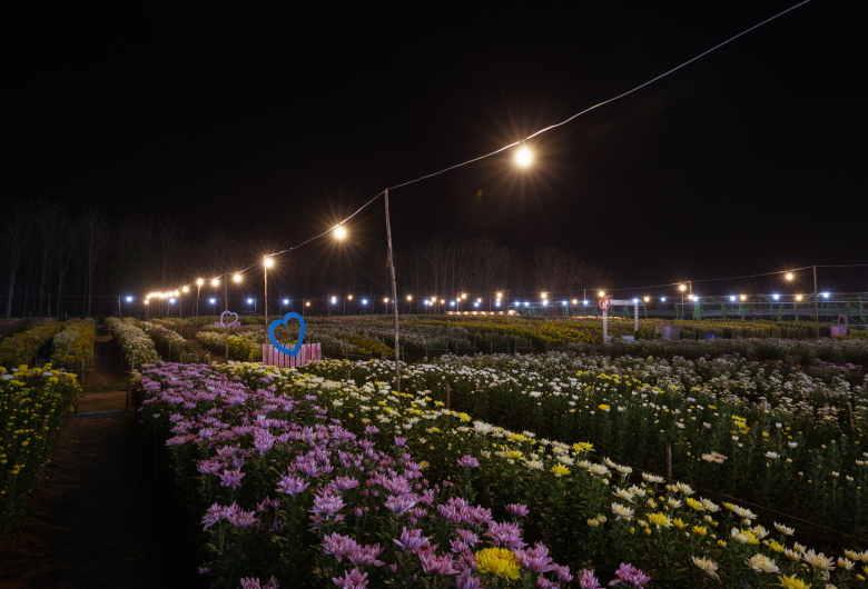 Konsultan Lighting Design Taman: Rahasia Pencahayaan Elegan dan Efisien